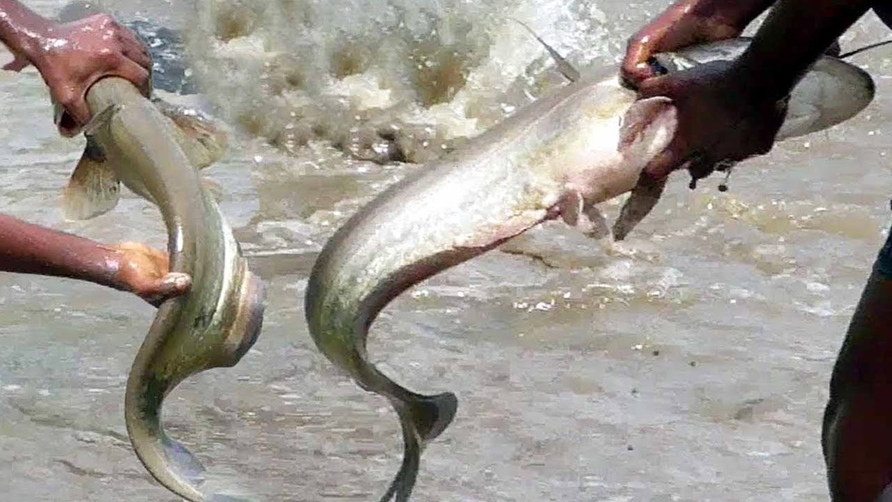 Amazing Boy Catching Big Catfish In Mud Water || Hand Fishing For ...