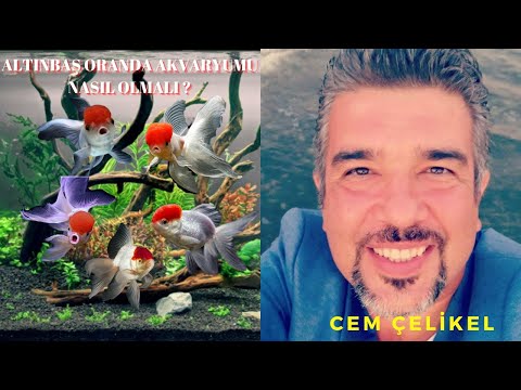 Video: Yaratıcı Goldfish İsimleri