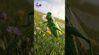 Keeron Ka Badla #shortstory #funny #aitales