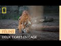 Il N Est Pas Toujours Bon De Mettre Deux Tigres Ensemble Dans Une Même Cage