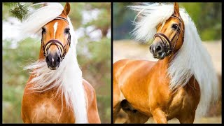 Cute And Funny Horses Video Compilation - Cute Moment of Horses