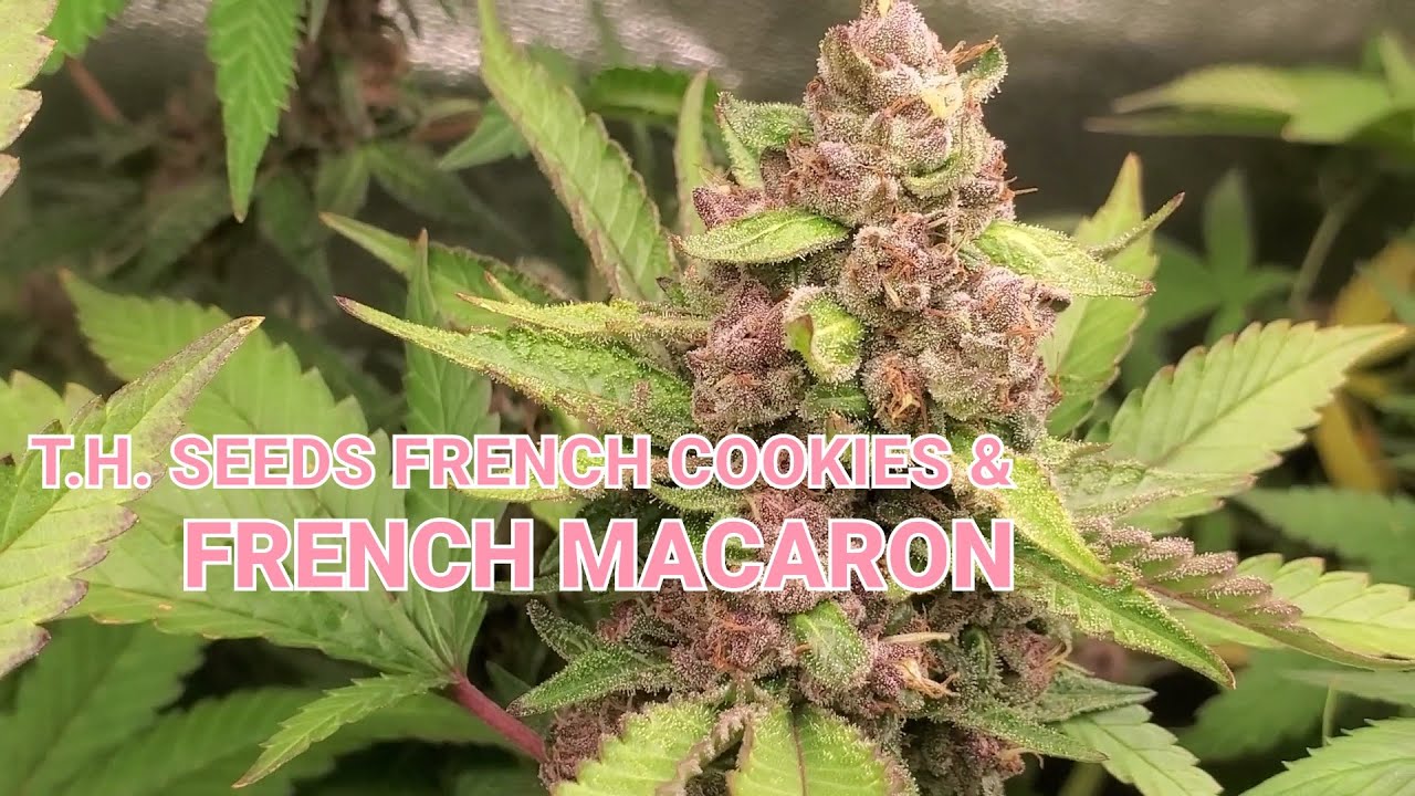 K.I.S. EPISODE 27: HOW I GROW DANK DENSE ROCK HARD ELEV8 SEEDS RUNTZ OF EDEN ORGANICALLY & EASY