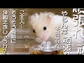 体を 鍛えるように遠回しにご主人を諭す ハムスター♪