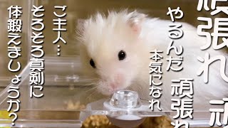 体を 鍛えるように遠回しにご主人を諭す ハムスター♪
