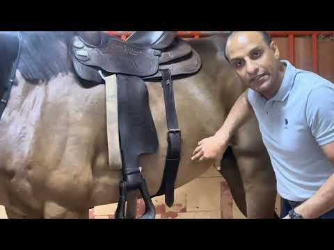 سروج الخيل أنواعها وطرق إستخدامها سرج الخيل