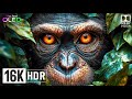 Incredible Wildlife In Stunning 16K HDR 120fps Dolby Vision Incredible Wildlife In Stunning 16K HDR 120fps Dolby Vision