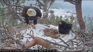 Jackie and Spirit Big Bear Bald Eagle Live Nest Cam