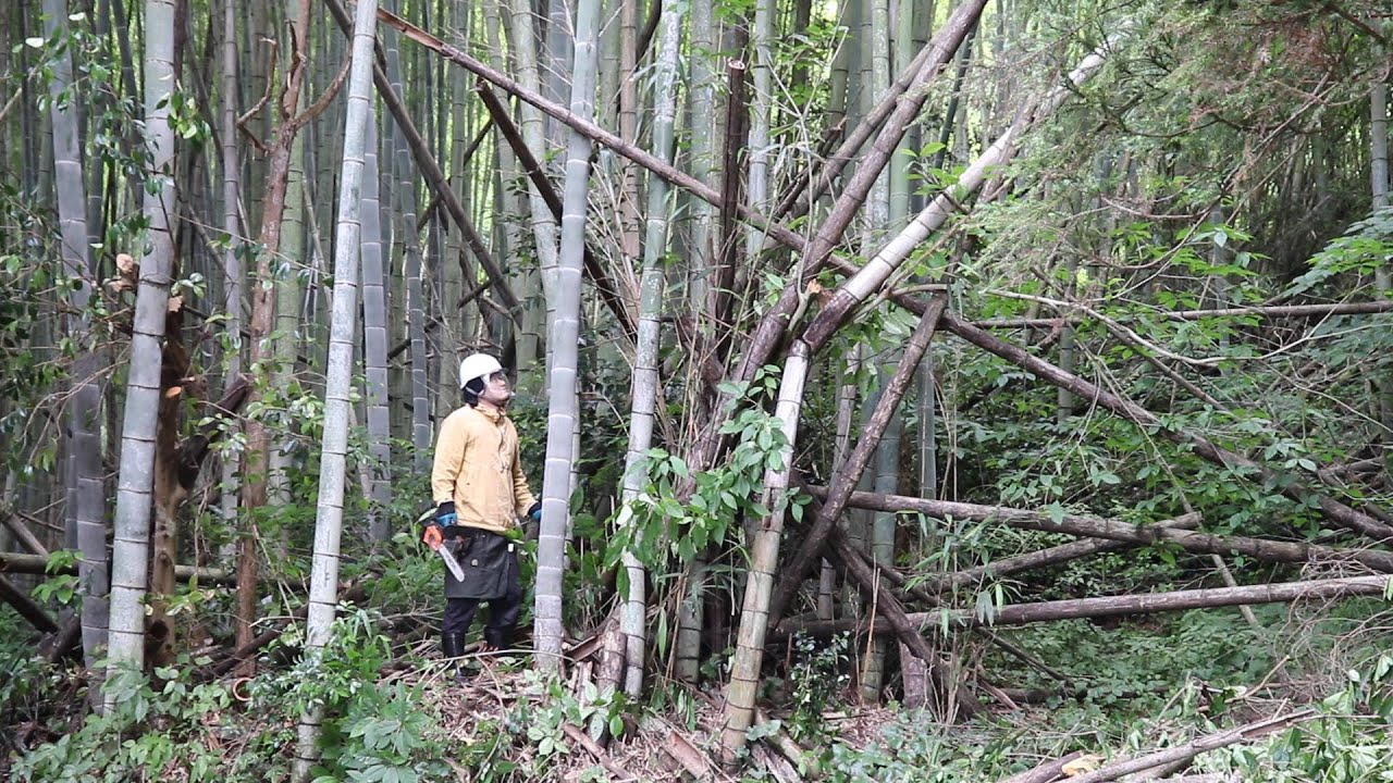 枯れ木 枯れ木と枯れ竹が絡んで引っ張ったら両方一緒に倒れてきた - YouTube