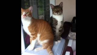 Recordatorio Firulaes