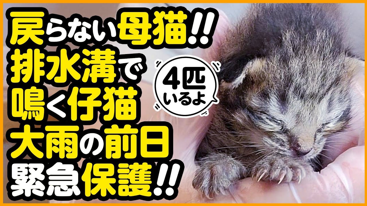 子猫保護 側溝に取り残された4匹の子猫 天気予報は 大雨 緊急保護しました Youtube