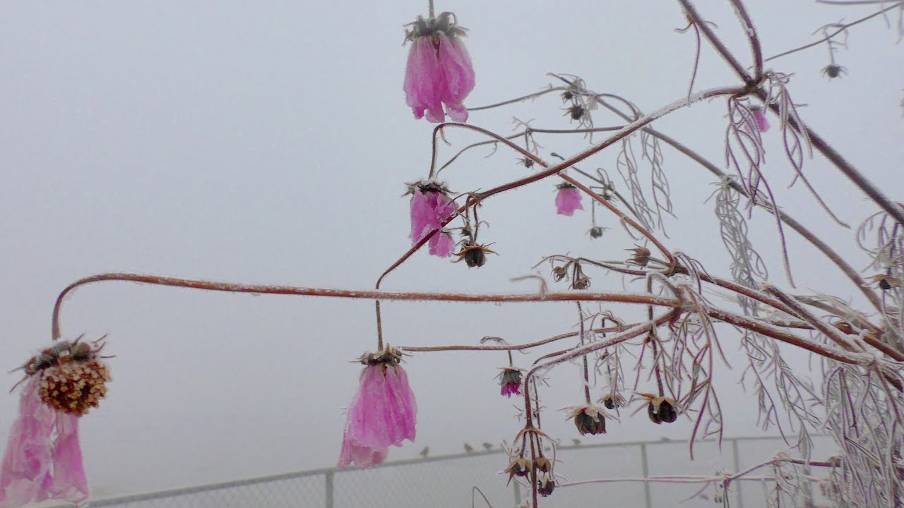 Туманное утро и первые льдинки на Амуре. Привет из бабьего лета и ...
