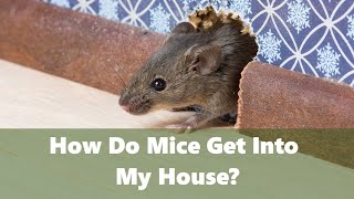 How do mice get into my house?