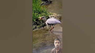 Al ikhlas #quran #birds  #egzonibrahimi #سورة_الإخلاص #ikhlas