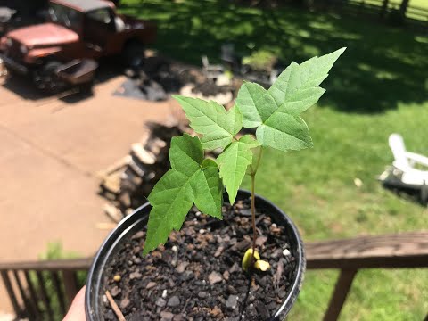 How to grow Silver Maple trees from seed