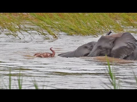 SWIM! Rare PINK BABY ELEPHANT, SWIM!!!