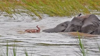 SWIM! Rare PINK BABY ELEPHANT, SWIM!!!