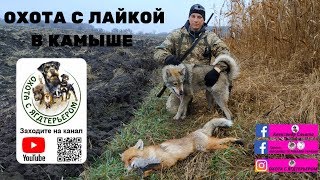 Загонная охота с лайкой в камыше