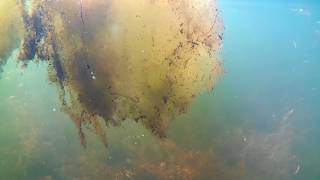 Algue Bizarre Sur Mon Lac
