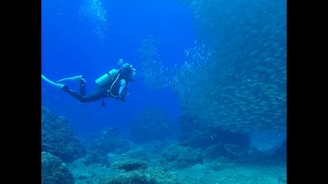 This Is Why You should Never jump in Sea 😱 #shorts #facts #amazingfacts