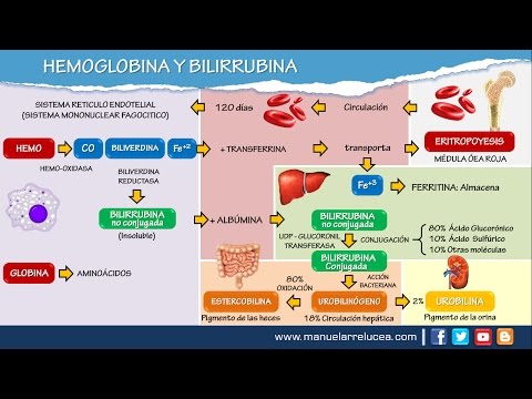 Video: ¿Dónde se fabrica la protoporfirina?