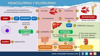 METABOLISMO DE LA HEMOGLOBINA Y BILIRRUBINA