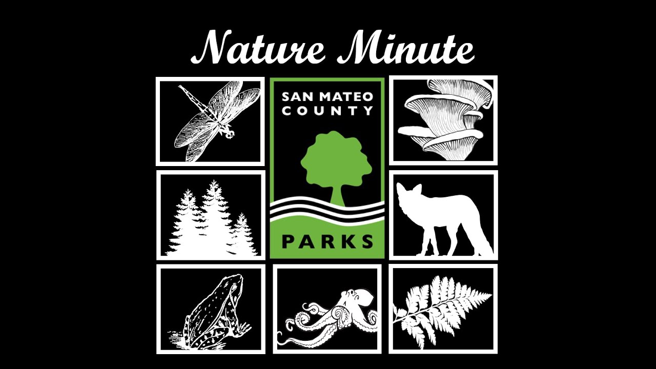 Which is which? Redwood vs Douglas Fir YouTube