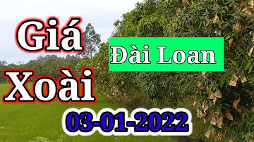 Giá Xoài Đài Loan Hôm Nay Ngày 3 tháng 1, 2022