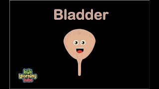 Human Body For Kids/Bladder Song for Kids/Bladder Facts