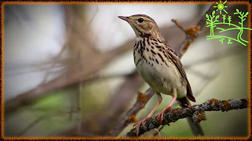 Голоса птиц Как поёт Конёк лесной (Anthus trivialis)