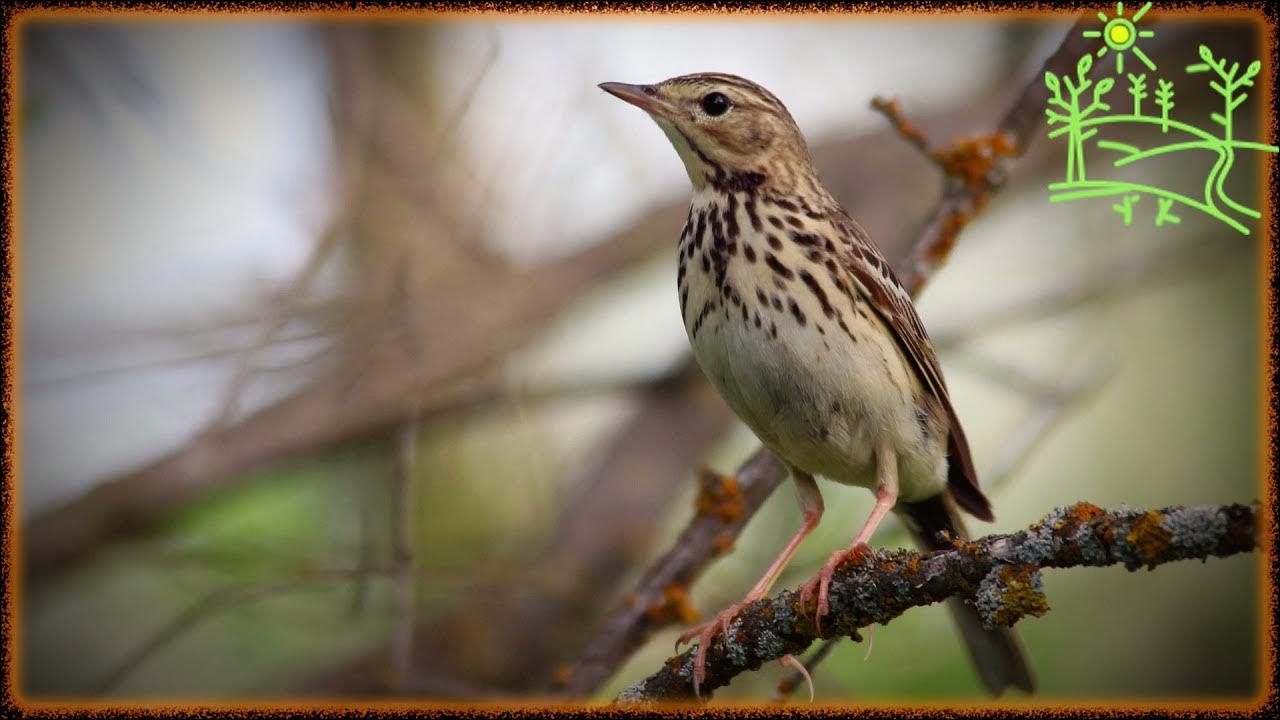 Начало голос птицы. Anthus trivialis. Лесной конек самец. Лесной конёк, Лесная шеврица. Лесной конек птица.