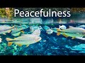 Peace of Mind and Inner Calm 🍃 Relaxing Music and Sounds of Nature – Beautiful Natural Scenery