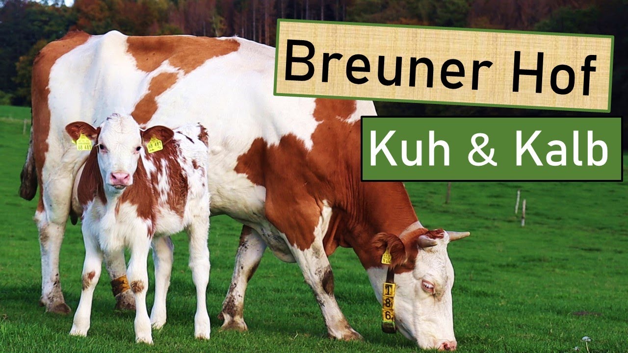 Muttergebundene Kälberaufzucht 🐄 & Kuhpatenschaften auf dem Breuner Hof 🥛 Lösungen gegen Tierleid 💚👍