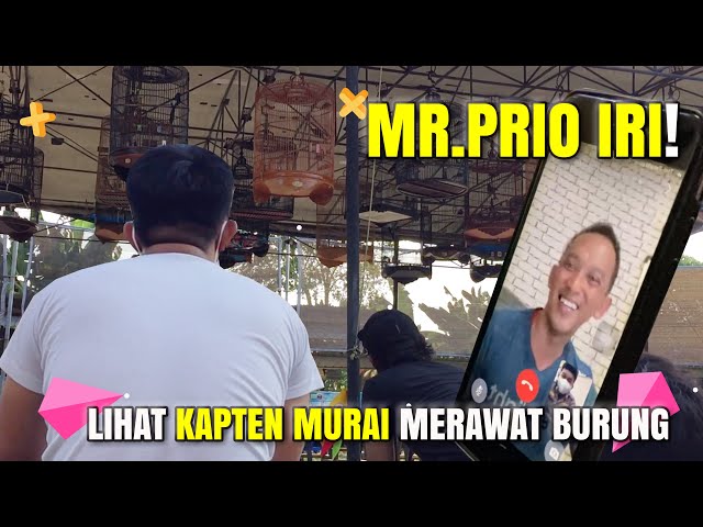 Mr. Prio Sampai IRI !! Melihat KAPTEN MURAI Merawat Burungnya class=