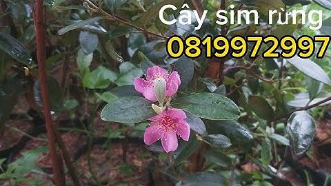 Sỉ lẻ cây giống, cây sim rừng cảnh toàn quốc. lưu ý về đc hái quả ăn