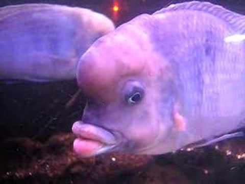 Image result for fish big lips