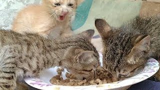 Rescue Kittens Attacking On Mother Cat Food | Monsters Don't Eat My Mother Food |