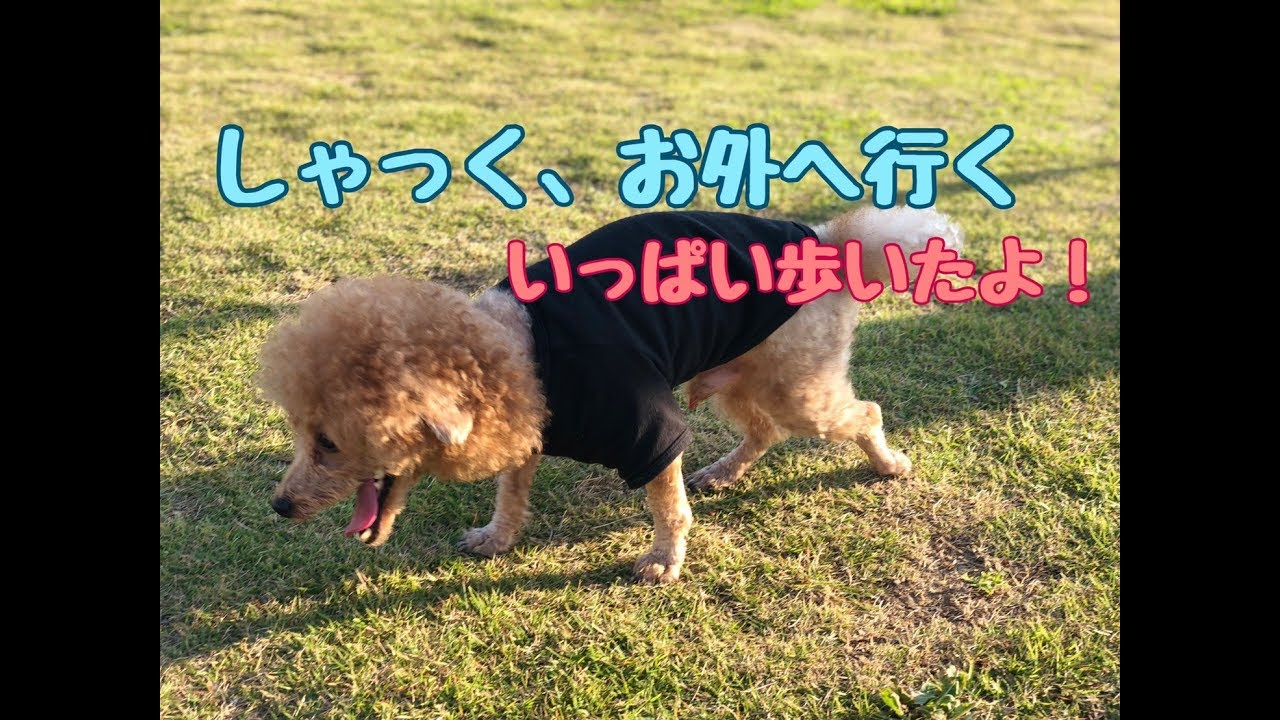 しゃくれてるトイプードル しゃっく お外でたくさん歩いてきたよ Youtube