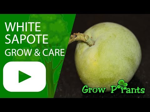 White sapote - grow, care & eat a lot (Casimiroa edulis)