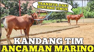 Ancaman Marino Transfer Sapi Baru Dari Bintang Timur  H3 Hut Anti Virus 