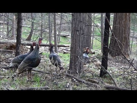 California public land Turkey hunt