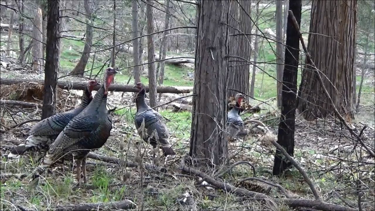 California public land Turkey hunt YouTube