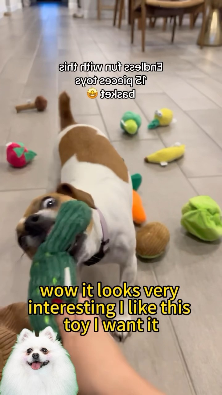 Wow,i like this toy!#fyp #pettoy #nicothepomeranian #dogtoys #cute #funny #dogmom