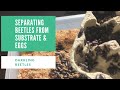 Darkling Beetles: Separating Beetles from Substrate & eggs