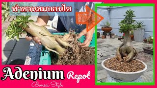 ยกราก​ ชวนชม​ โชว์โขดแบบง่ายๆสำหรับมือใหม่จบในคลิปเดียวRepotting Adenium