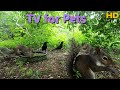 Entertain your pets10 hour dog  cat tvsquirrels  birds  no midroll ad interruptions 