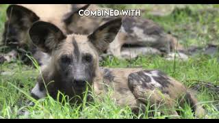 The Great Chase: The Social Secrets of Wild Dogs | Paws on the Planet