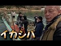 [イカシバ]イカが産卵しやすくなるための木を海底に投入してみました！