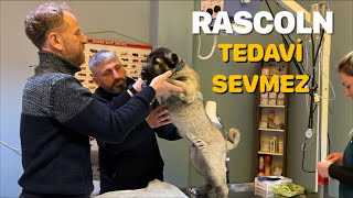 RASCOLN’Ü VETERİNERE KALDIRDIK