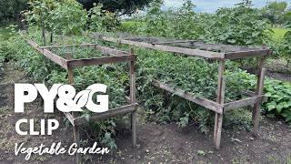Vegetable Garden | Growing Apricots Apples and More | Prairie Yard & Garden 3909