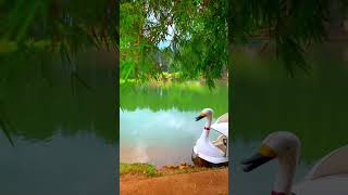 Captured Stunning views in Sembuwatta Lake Sri Lanka #shorts #travel